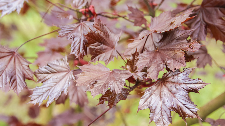 Acer platanoides 'Royal Red' листья