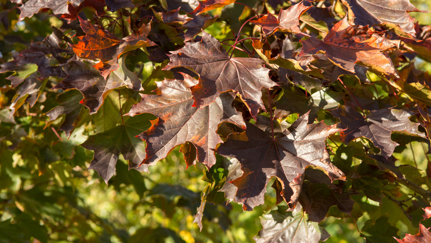 Acer platanoides 'Royal Red' листья