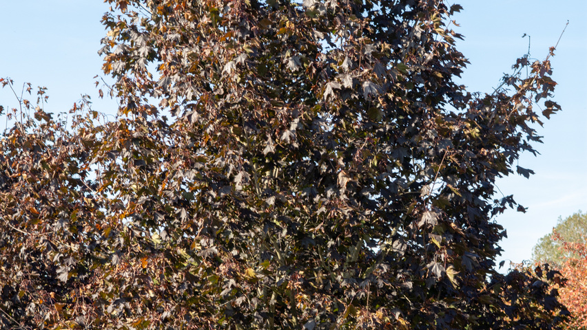 Acer platanoides 'Royal Red' Многоствольные деревья