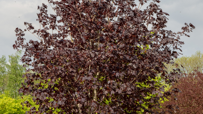 Acer platanoides 'Royal Red' Многоствольные деревья