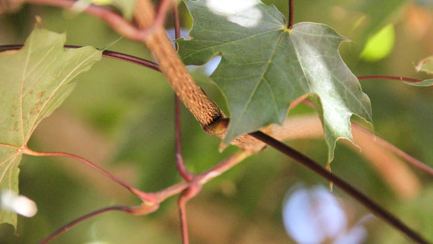 Acer platanoides 'Royal Red' ветви