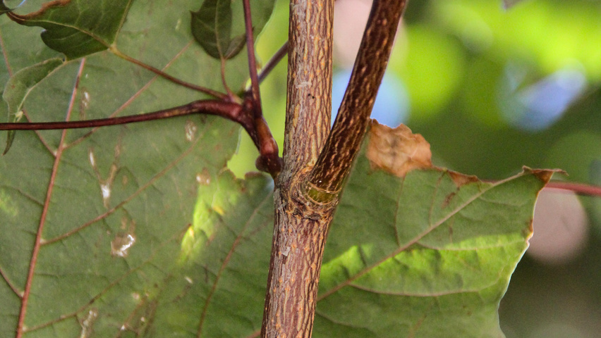 Acer platanoides 'Royal Red' ветви
