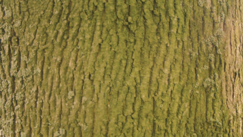 Acer platanoides 'Schwedleri' кора