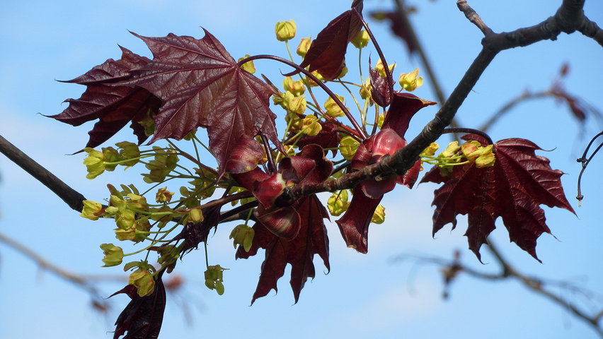 Acer platanoides 'Schwedleri' цветки