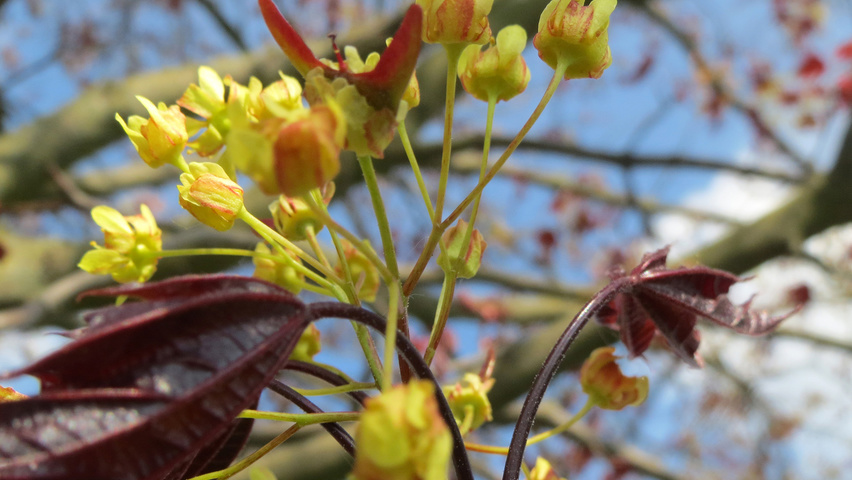 Acer platanoides 'Schwedleri' цветки