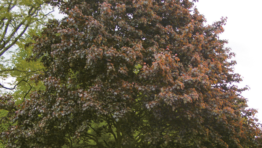 Acer platanoides 'Schwedleri' Деревья с высоким стволом (стандарт)
