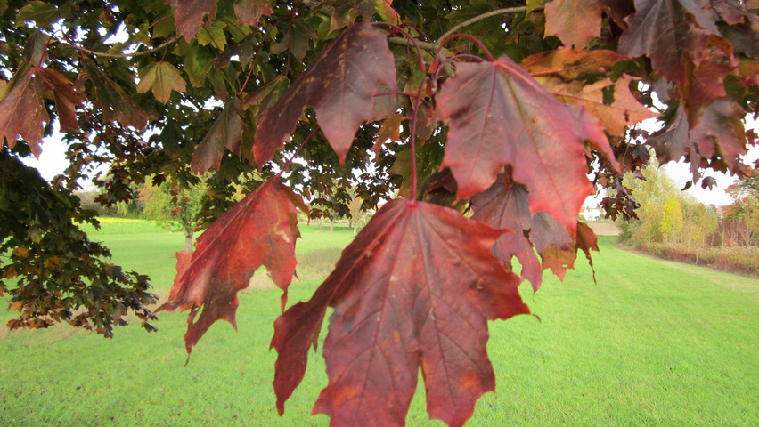 Acer platanoides 'Schwedleri' осенняя  листьев