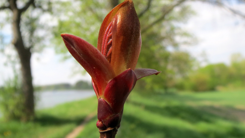 Acer platanoides 'Schwedleri' листья