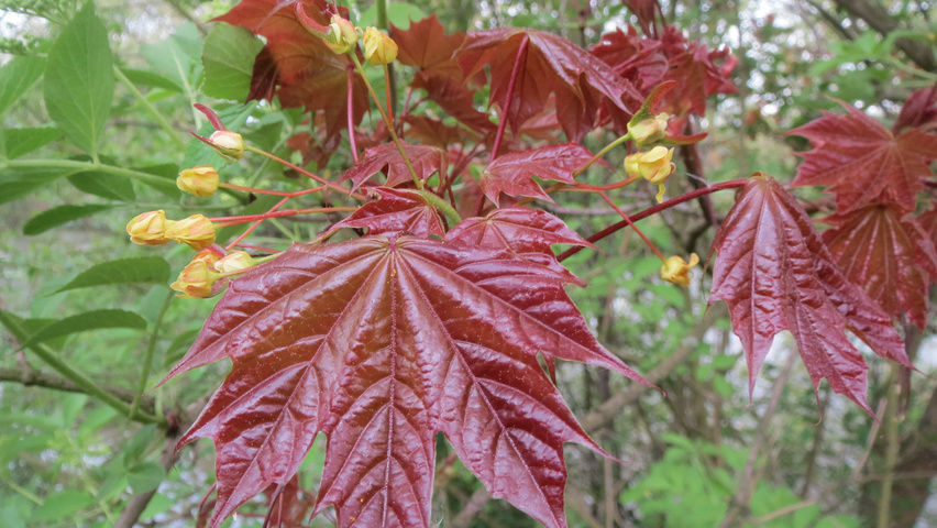 Acer platanoides 'Schwedleri' листья