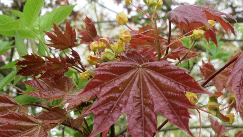 Acer platanoides 'Schwedleri' листья