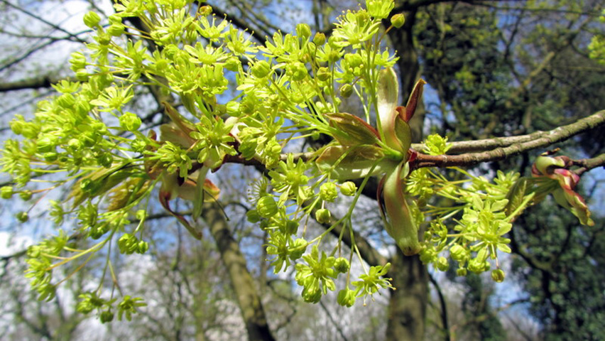 Acer platanoides 'Summershade' bloem