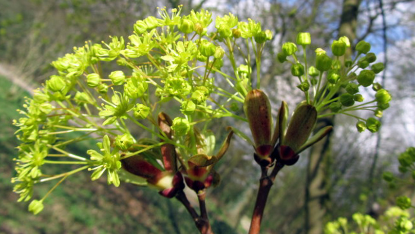 Acer platanoides 'Summershade' bloem