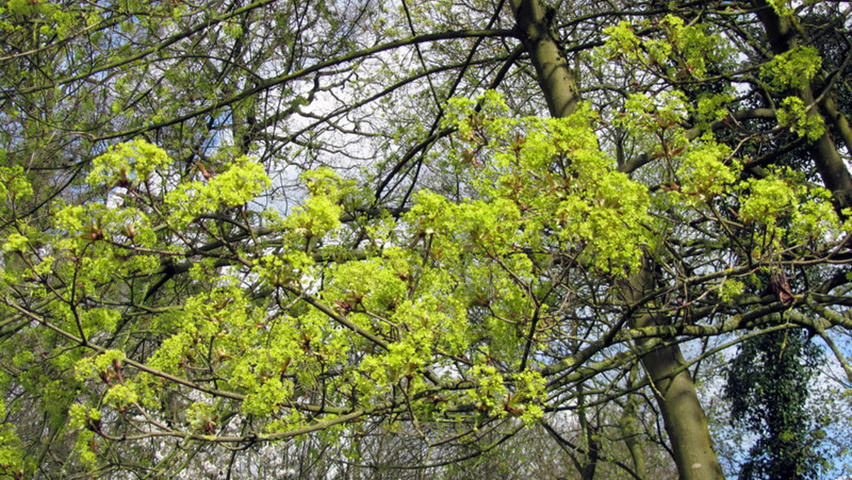 Acer platanoides 'Summershade' bloem