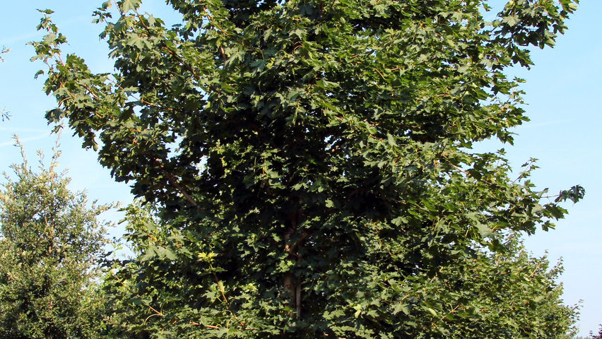 Acer platanoides 'Summershade' hoogstam