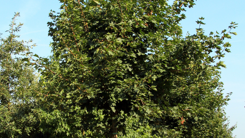 Acer platanoides 'Summershade' hoogstam