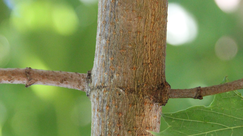 Acer platanoides rameaux