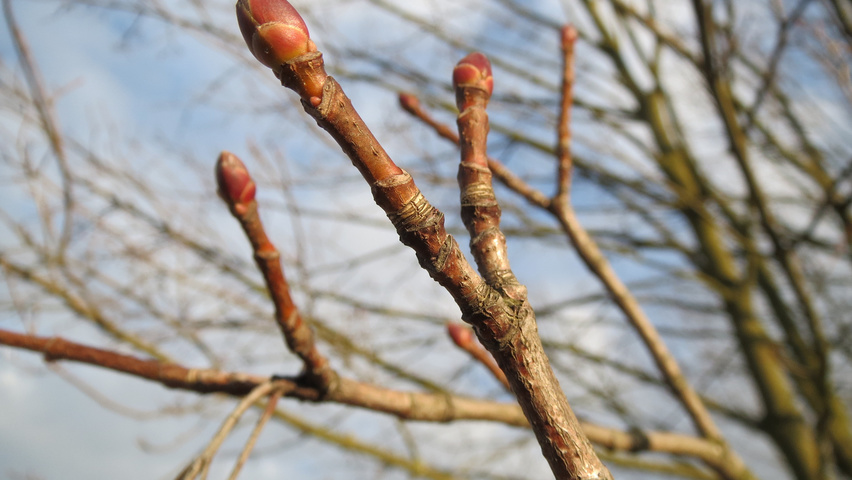 Acer platanoides rameaux