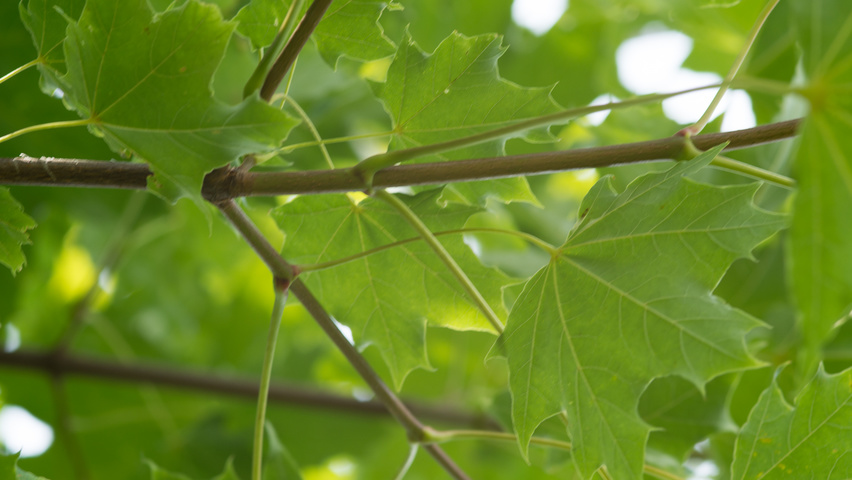Acer platanoides rameaux