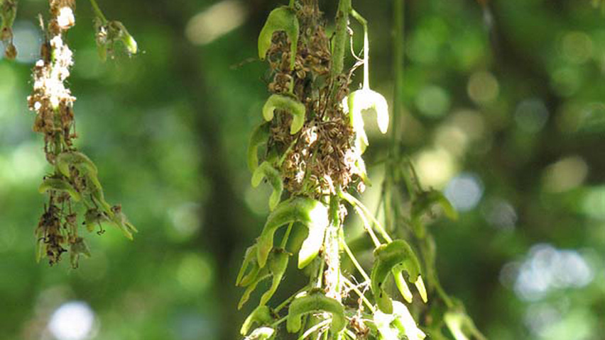 Acer pseudoplatanus 'Atropurpureum' fruits