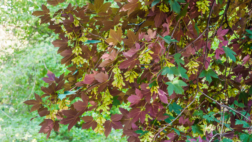 Acer pseudoplatanus 'Atropurpureum' leaves