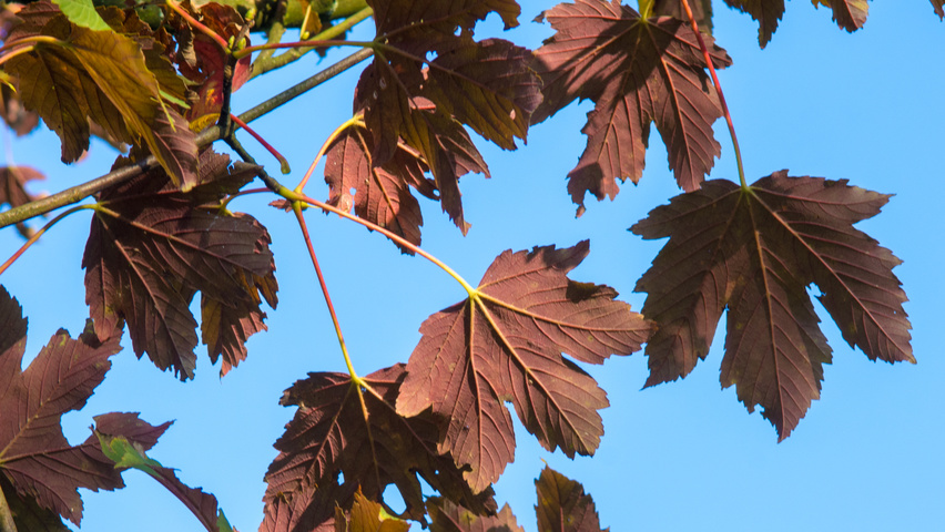 Acer pseudoplatanus 'Atropurpureum' leaves