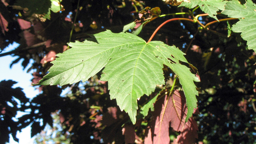 Acer pseudoplatanus 'Atropurpureum' leaves