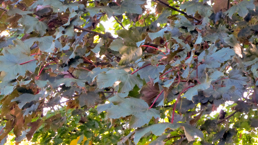 Acer pseudoplatanus 'Atropurpureum' leaves