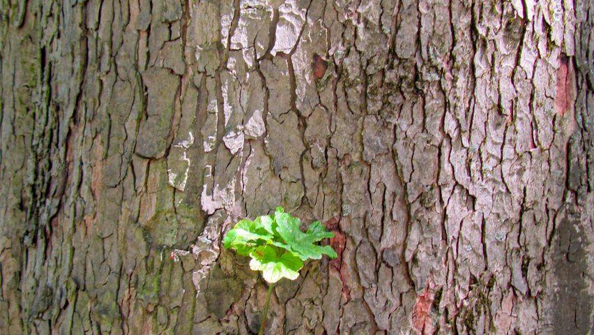 Acer pseudoplatanus bark