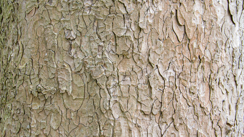 Acer pseudoplatanus bark