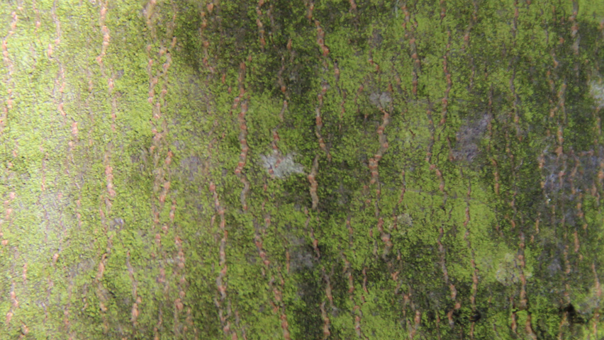 Acer pseudoplatanus bark