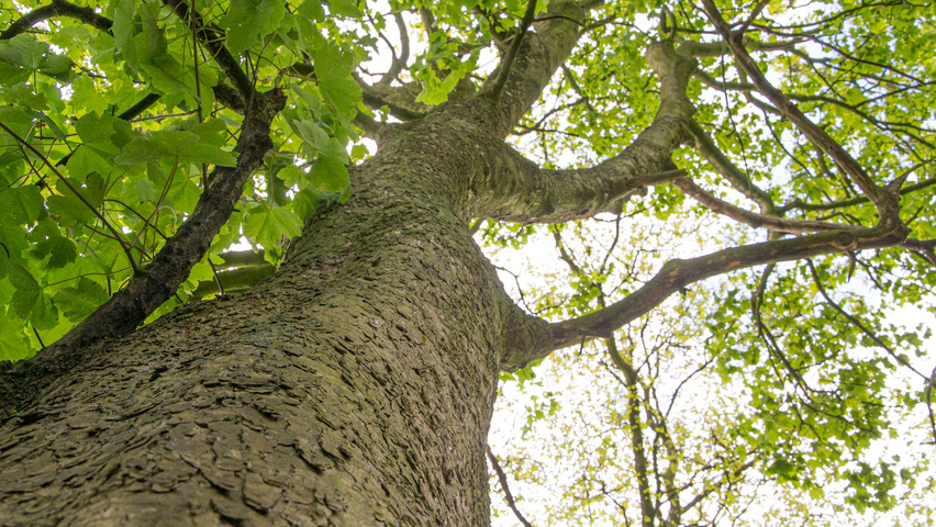 Acer pseudoplatanus bark
