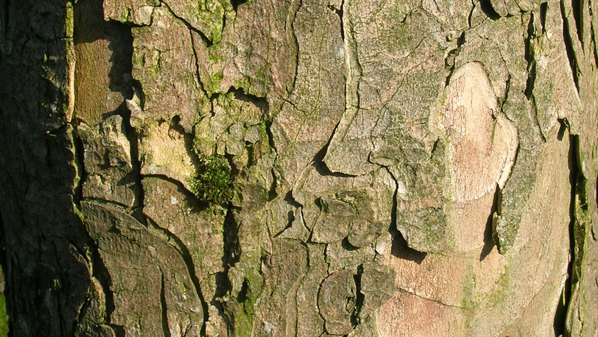 Acer pseudoplatanus bark