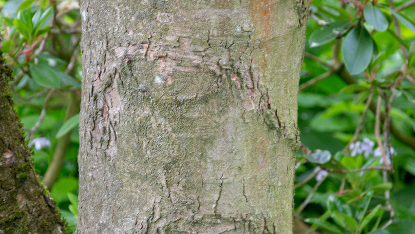 Acer pseudoplatanus 'Brilliantissimum' kora