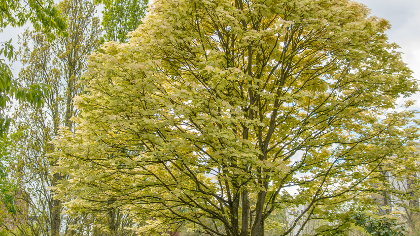 Acer pseudoplatanus 'Brilliantissimum' chatakterystyczne