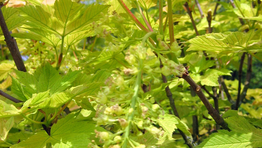 Acer pseudoplatanus 'Brilliantissimum' kwiaty