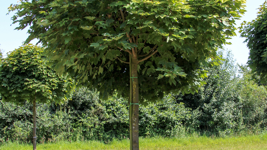 Acer pseudoplatanus 'Brilliantissimum' kulisty