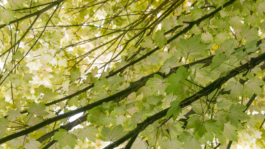 Acer pseudoplatanus 'Brilliantissimum' liście
