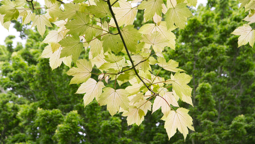 Acer pseudoplatanus 'Brilliantissimum' liście