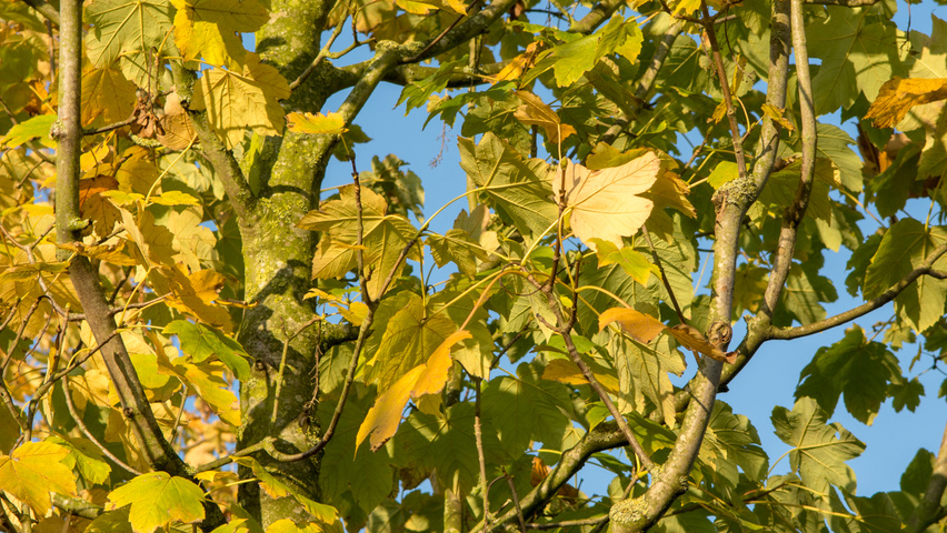 Acer pseudoplatanus 'Bruchem' herfstblad