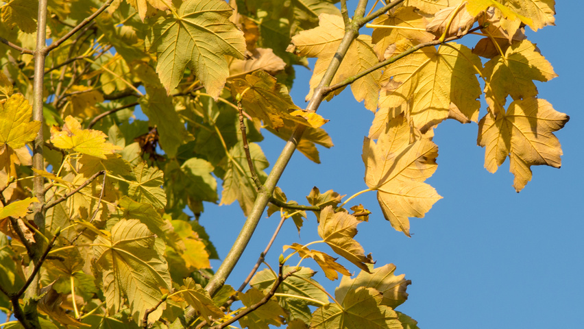 Acer pseudoplatanus 'Bruchem' herfstblad