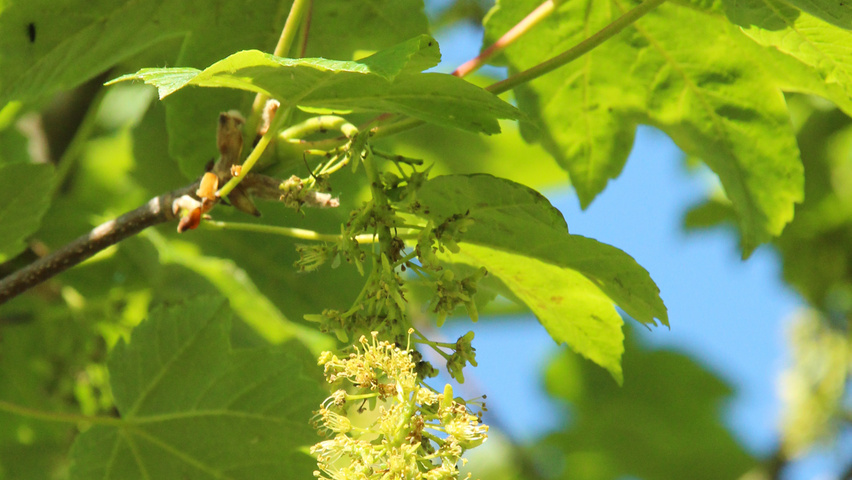Acer pseudoplatanus 'Bruchem' bloem