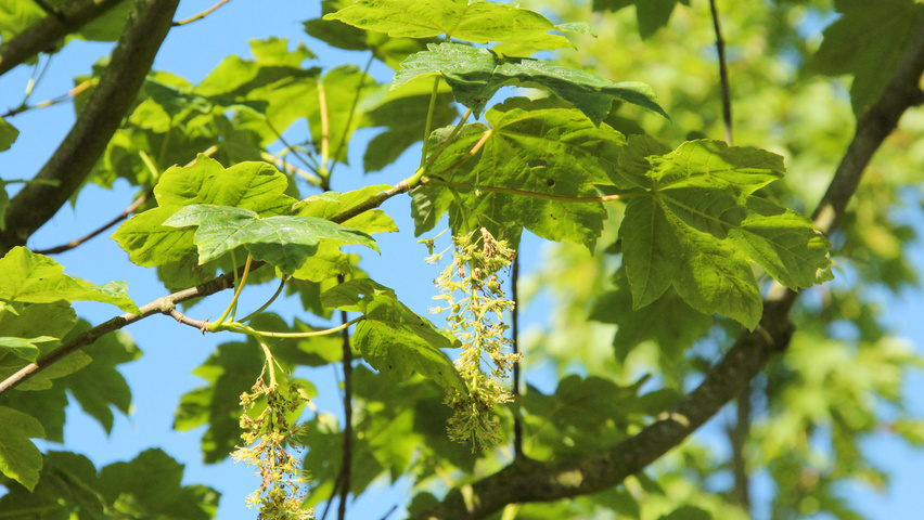 Acer pseudoplatanus 'Bruchem' bloem