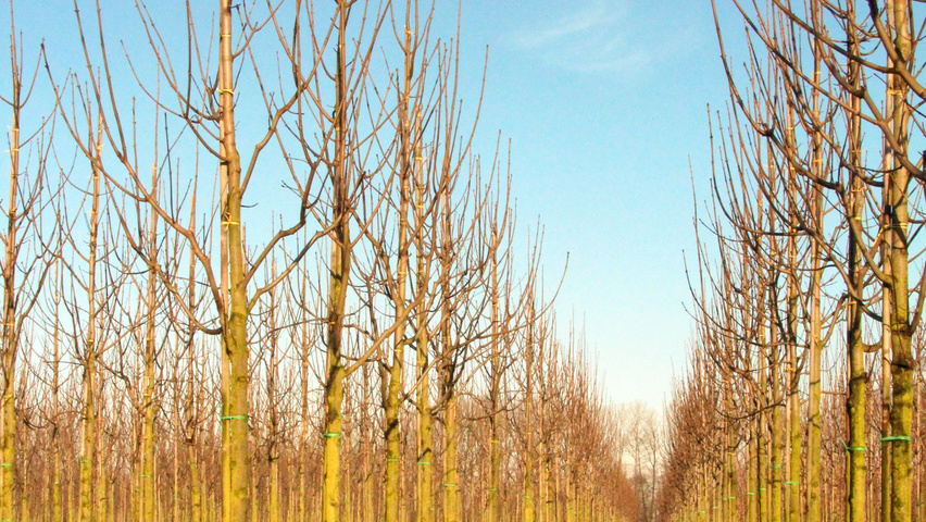 Acer pseudoplatanus 'Bruchem' hoogstam