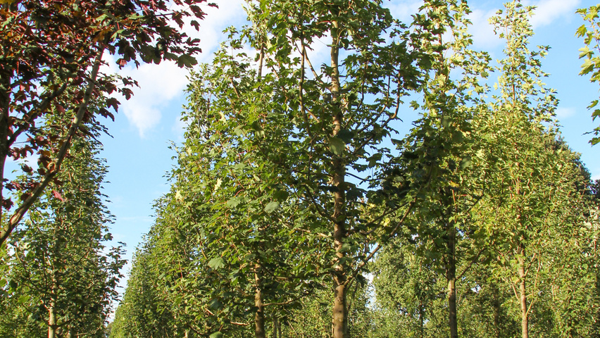 Acer pseudoplatanus 'Bruchem' hoogstam
