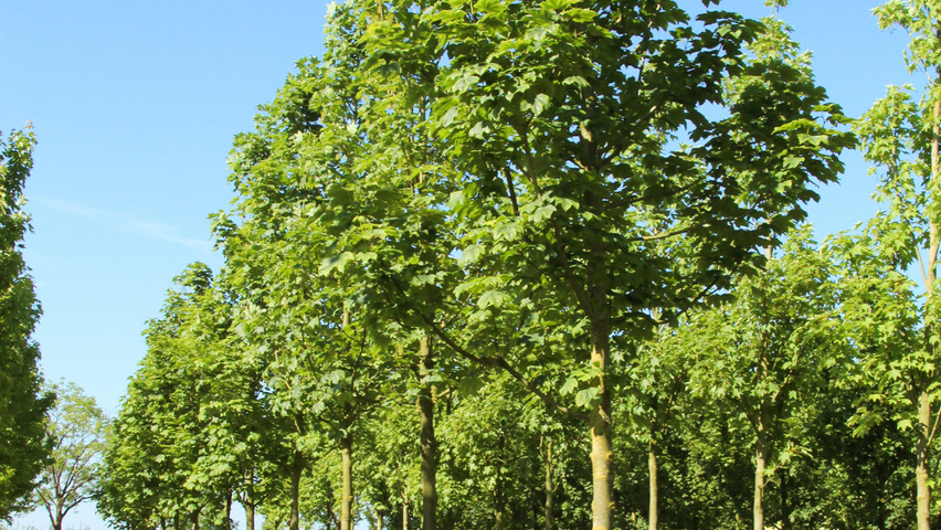 Acer pseudoplatanus 'Bruchem' hoogstam