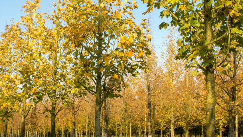 Acer pseudoplatanus 'Bruchem' hoogstam