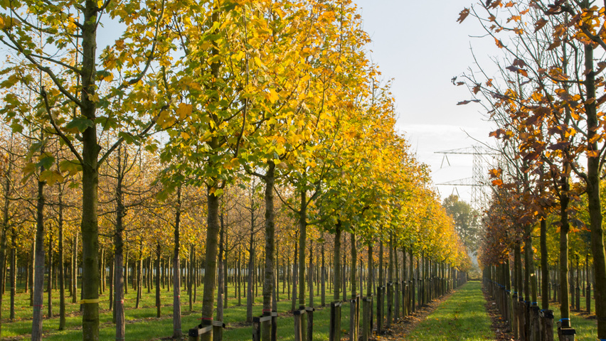 Acer pseudoplatanus 'Bruchem' hoogstam