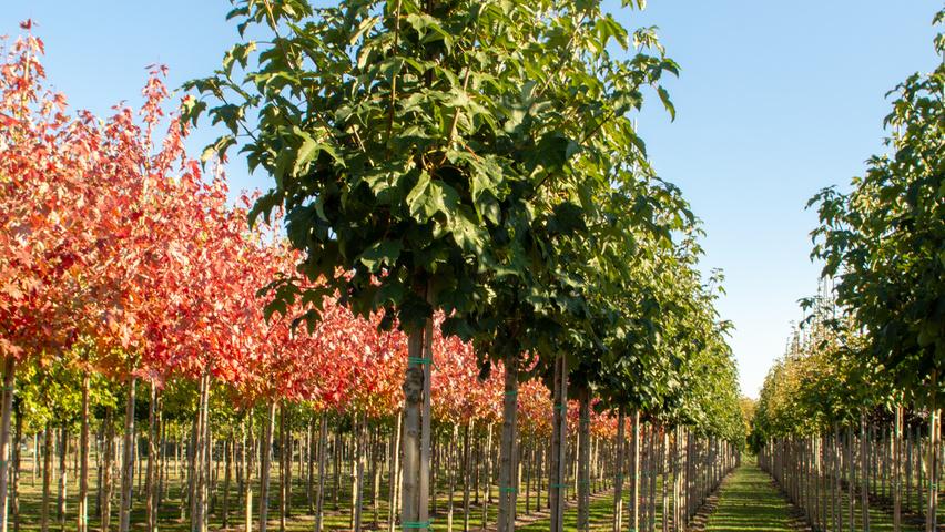 Acer pseudoplatanus 'Bruchem' hoogstam