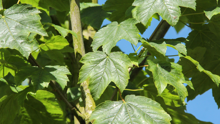 Acer pseudoplatanus 'Bruchem' blad