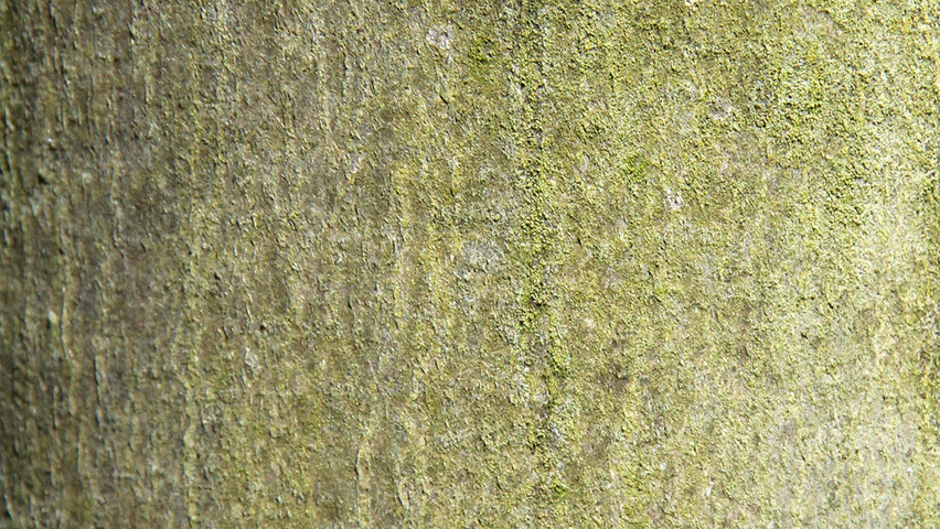 Acer pseudoplatanus 'Erectum' Rinden
